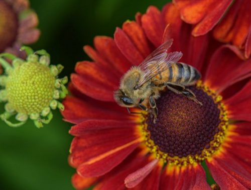 abeille recueillant du pollen sur une fleur