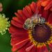 abeille recueillant du pollen sur une fleur