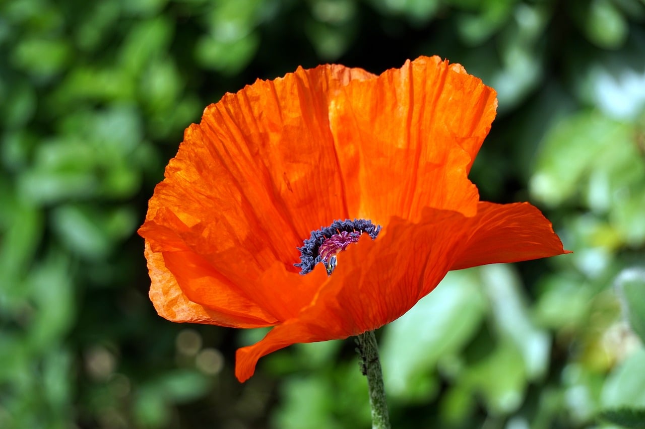 contrat annuel d'entretien de jardin pour garantir la beauté et la santé de vos espaces verts toute l'année.