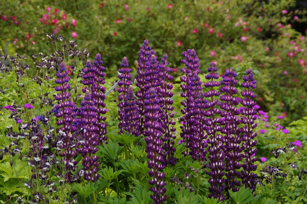 découvrez comment créer un parterre de fleurs vivaces pour un jardin coloré et durable tout au long de l'année.