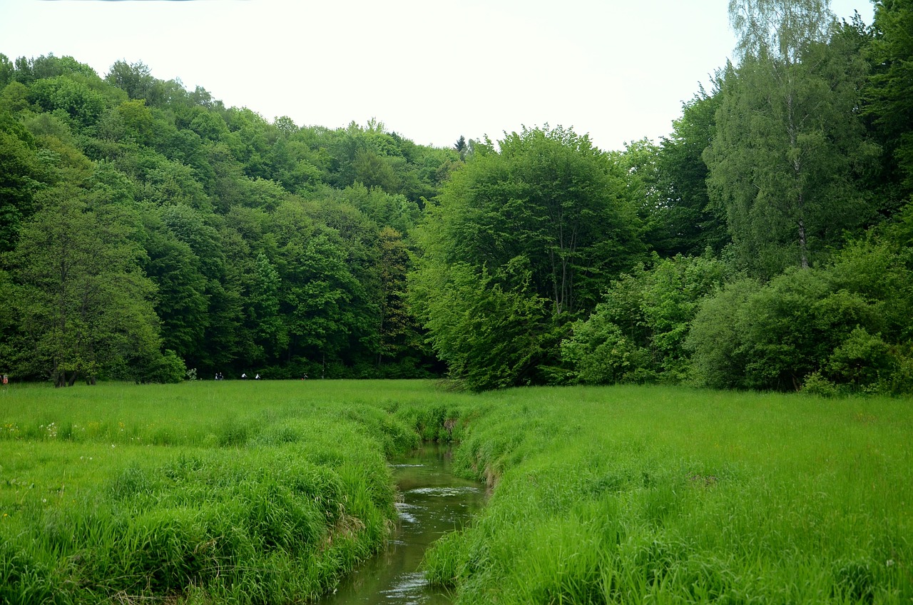 découvrez les meilleures essences d'arbres à planter près de votre maison pour embellir votre jardin tout en assurant sécurité et harmonie avec votre habitat.