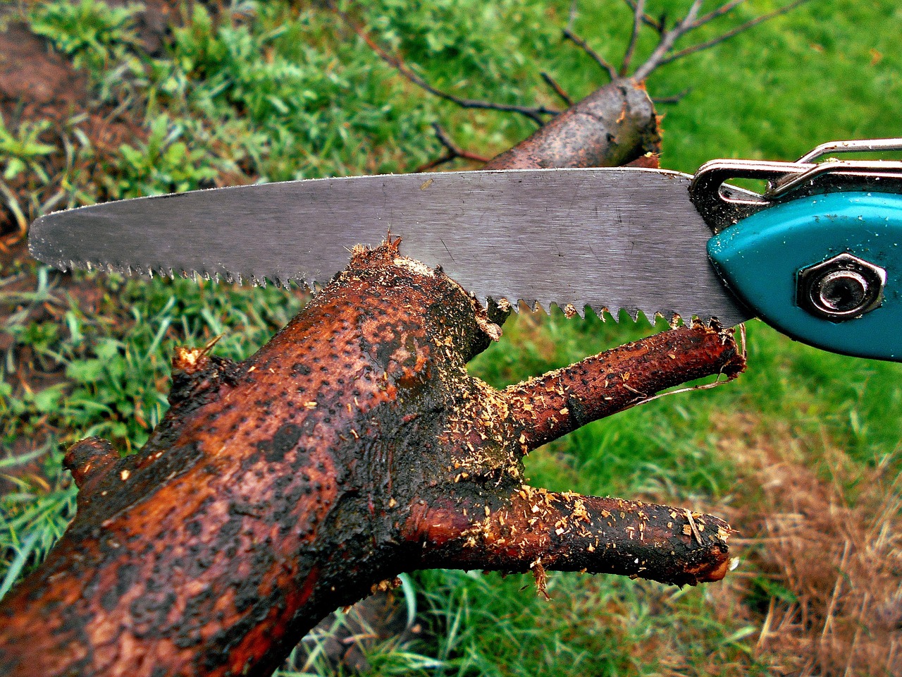 découvrez les risques liés à l'élagage des arbres pour assurer la sécurité et la santé de vos végétaux.