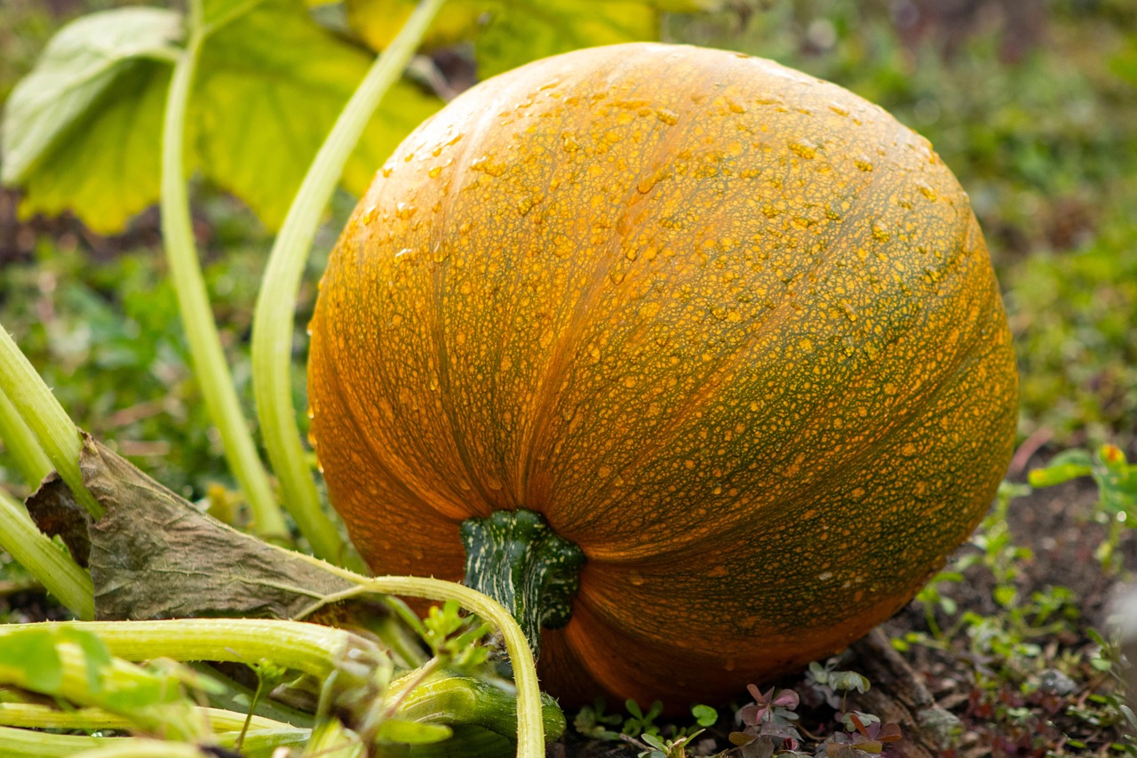 conseils pratiques pour l'entretien de votre potager : arrosage, désherbage, fertilisation et protection des plantes pour un jardin potager florissant toute l'année.